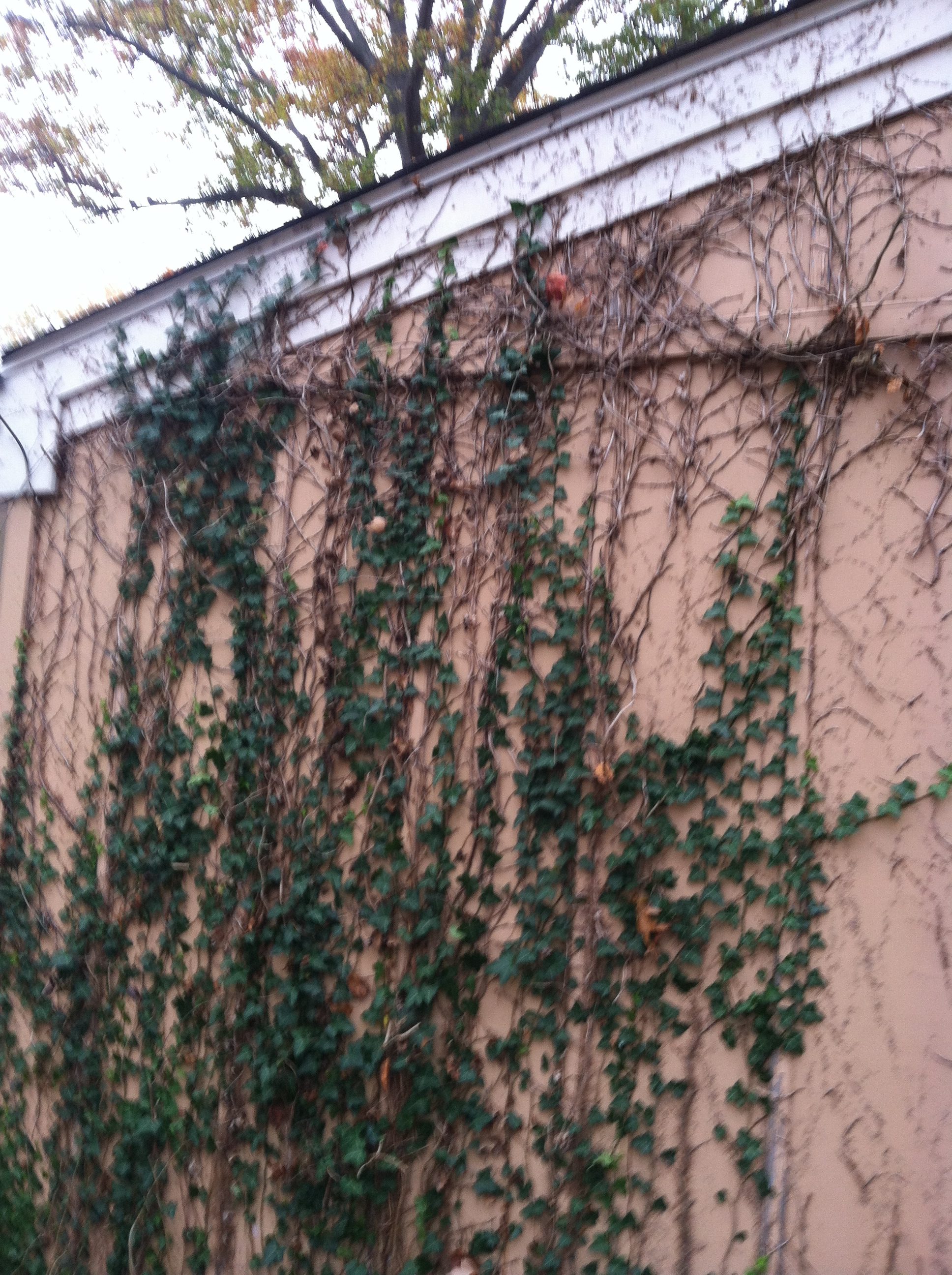 N. Olmsted Ivy Removal & Exterior Paint