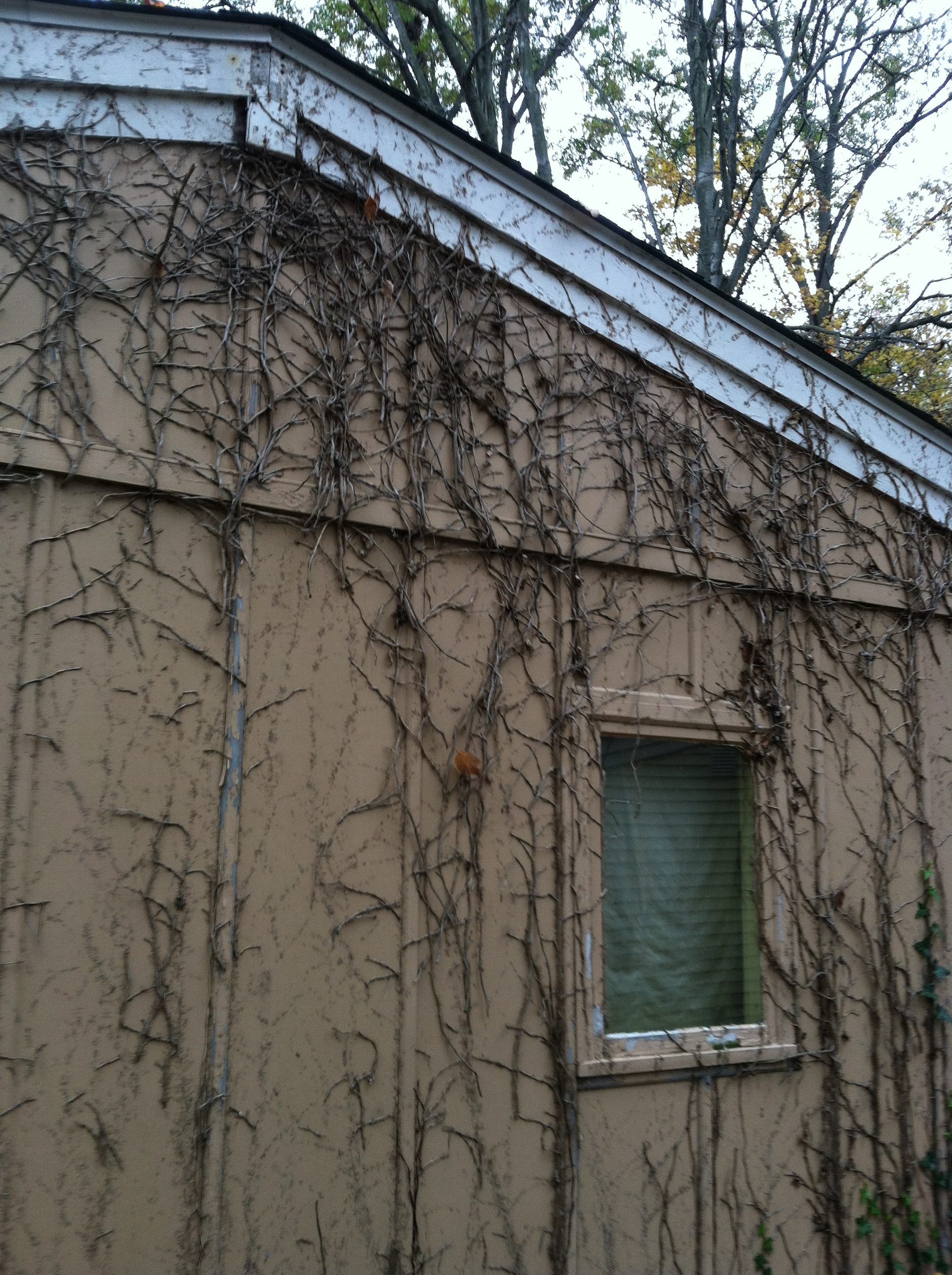 During: Ivy Removal